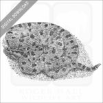 Carolina Pygmy Rattlesnake