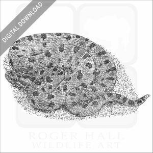 Carolina Pygmy Rattlesnake