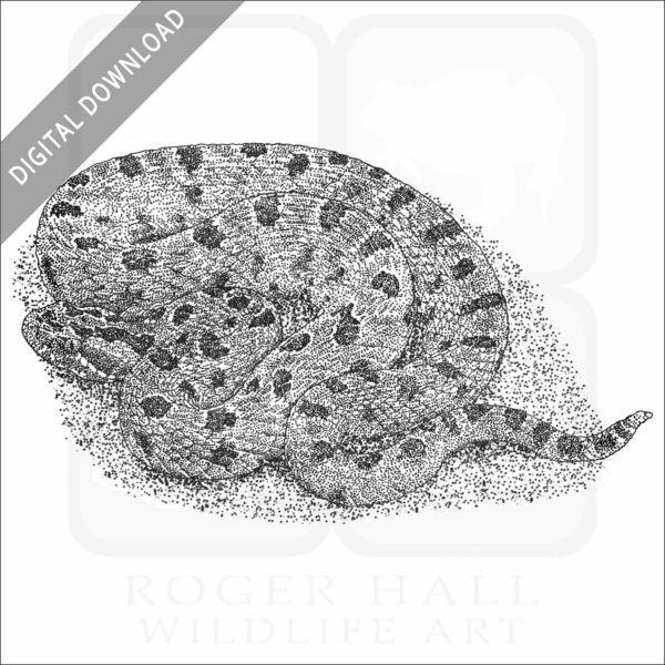 Carolina Pygmy Rattlesnake