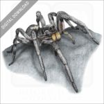Carolina Wolf Spider stock image