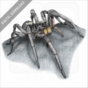 Carolina Wolf Spider stock image
