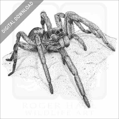 Carolina Wolf Spider