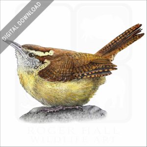Carolina Wren stock image