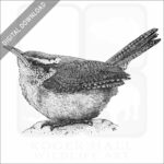 Carolina Wren