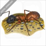 Carpenter Ant stock image