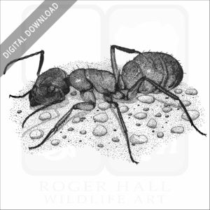 Carpenter Ant
