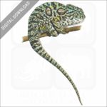 Carpet Chameleon stock image
