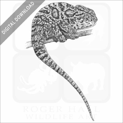 Carpet Chameleon