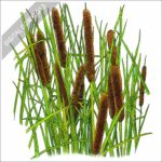 Cattails stock image
