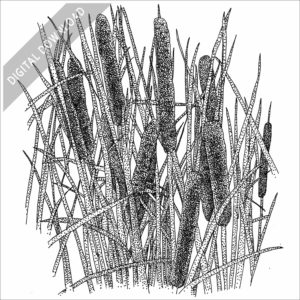 Cattails