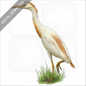 Cattle Egret stock image