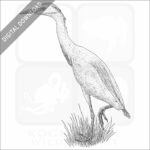 Cattle Egret