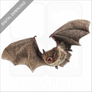 Cave Bat or Cave Myotis stock image