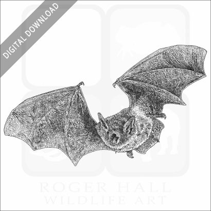 Cave Bat or Cave Myotis