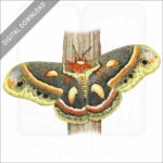 Cecropia Moth stock image
