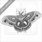 Cecropia Moth
