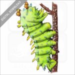 Cecropia Moth Caterpillar stock image