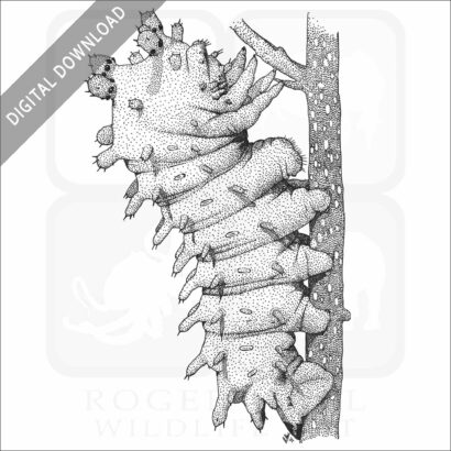 Cecropia Moth Caterpillar