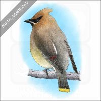 Cedar Waxwing stock image