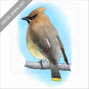 Cedar Waxwing stock image