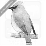 Cedar Waxwing