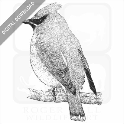Cedar Waxwing