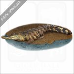 Central African Slender-Snouted Crocodile stock image