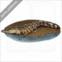 Central African Slender-Snouted Crocodile stock image