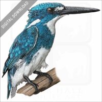 Cerulean Kingfisher stock image