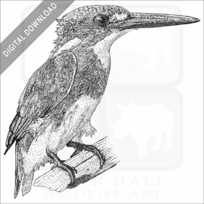 Cerulean Kingfisher