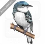 Cerulean Warbler stock image