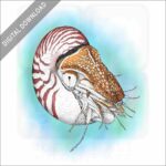 Chambered Nautalis stock image