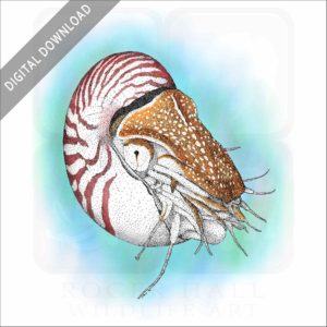 Chambered Nautalis stock image