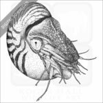 Chambered Nautilus