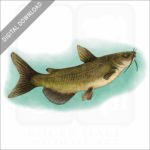 Channel Catfish stock image