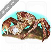 Channel Clinging Crab stock image