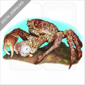 Channel Clinging Crab stock image