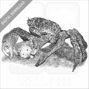 Channel Clinging Crab