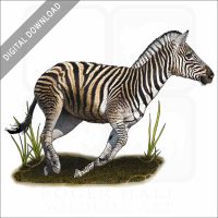Chapman's Zebra stock image