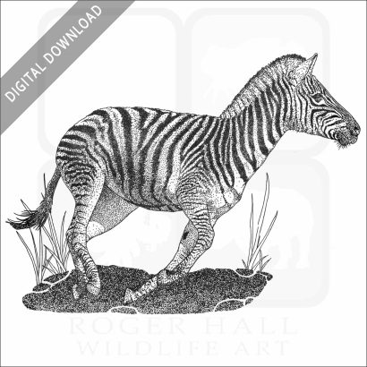 Chapman's Zebra
