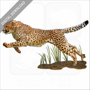 Cheetah stock image