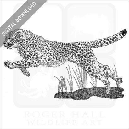Cheetah