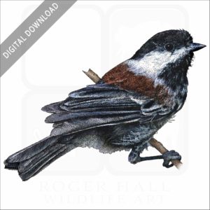 Chestnut-Backed Chickadee stock image