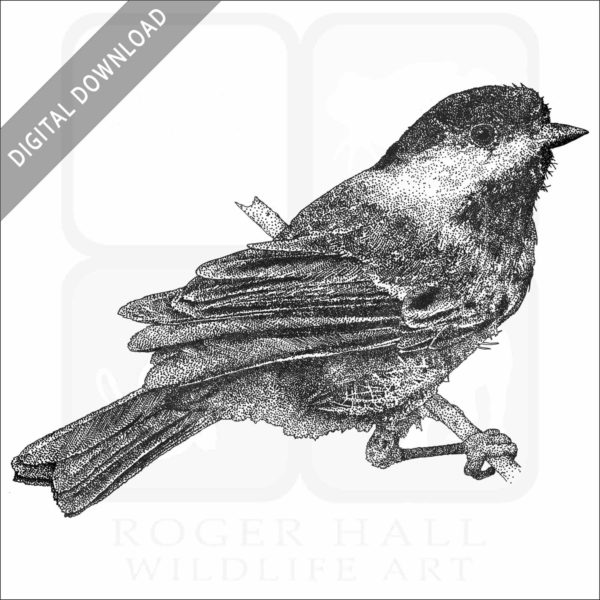 Chestnut-Backed Chickadee