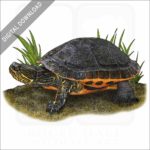 Chicken Turtle stock image