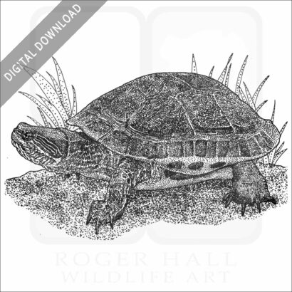 Chicken Turtle