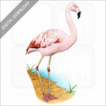 Chilean Flamingo stock image