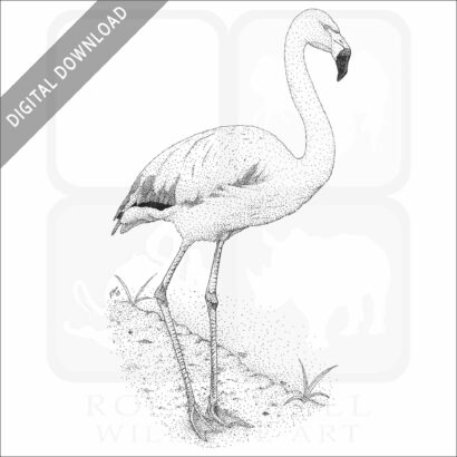 Chilean Flamingo.