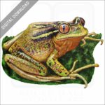 Chilean Tree Frog stock image
