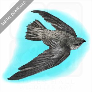 Chimney Swift stock image